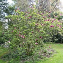 Magnolia Liliiflora 'Nigra' -Garden Supplies Sales 2024 pl0000004135 card3 lg