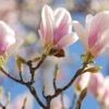 Magnolia × Soulangeana 2 Magnolia × Soulangeana -Garden Supplies Sales 2024 pl0000004146