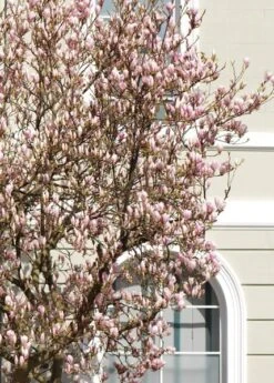 Magnolia × Soulangeana 8 Magnolia × Soulangeana -Garden Supplies Sales 2024 pl0000004146 card3 lg