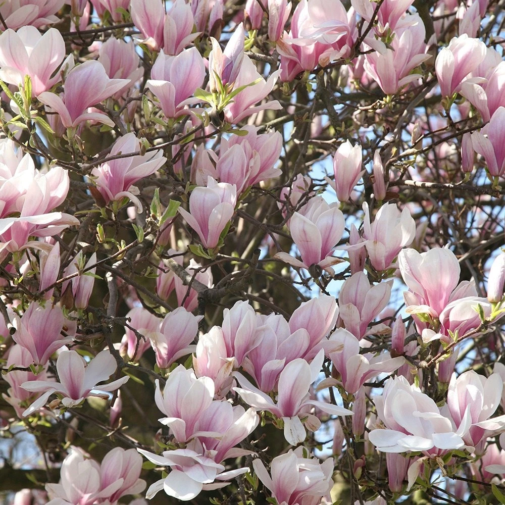 Magnolia × Soulangeana 6 Magnolia × Soulangeana - Image 4