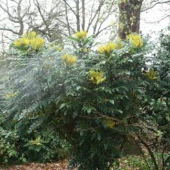 Mahonia × Media 'Charity' -Garden Supplies Sales 2024 pl0000004158 card2 lg