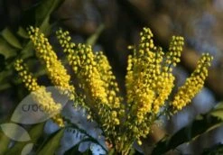 Mahonia × Media 'Charity' -Garden Supplies Sales 2024 pl0000004158 card4 lg
