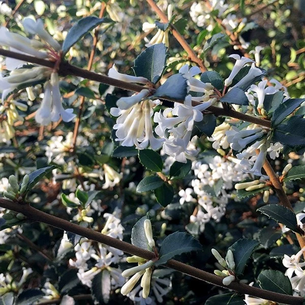Osmanthus Delavayi 4 Osmanthus Delavayi - Image 2