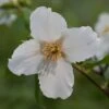 Philadelphus 'Belle Étoile' -Garden Supplies Sales 2024 pl0000004184