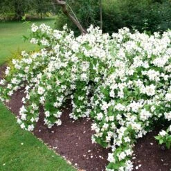 Philadelphus 'Belle Étoile' -Garden Supplies Sales 2024 pl0000004184 card4 lg