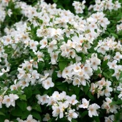 Philadelphus 'Belle Étoile' -Garden Supplies Sales 2024 pl0000004184 card5 lg
