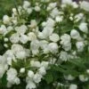Philadelphus 'Manteau D'Hermine' -Garden Supplies Sales 2024 pl0000004188