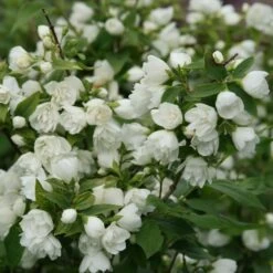Philadelphus 'Manteau D'Hermine'