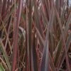 Phormium 'Maori Queen' 2 Phormium 'Maori Queen' -Garden Supplies Sales 2024 pl0000004214