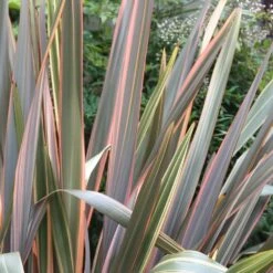 Phormium 'Maori Queen' -Garden Supplies Sales 2024 pl0000004214 card3 lg