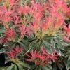 Pieris 'Flaming Silver' -Garden Supplies Sales 2024 pl0000004236