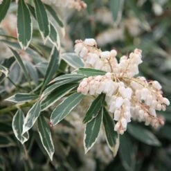 Pieris 'Flaming Silver' -Garden Supplies Sales 2024 pl0000004236 card3 lg