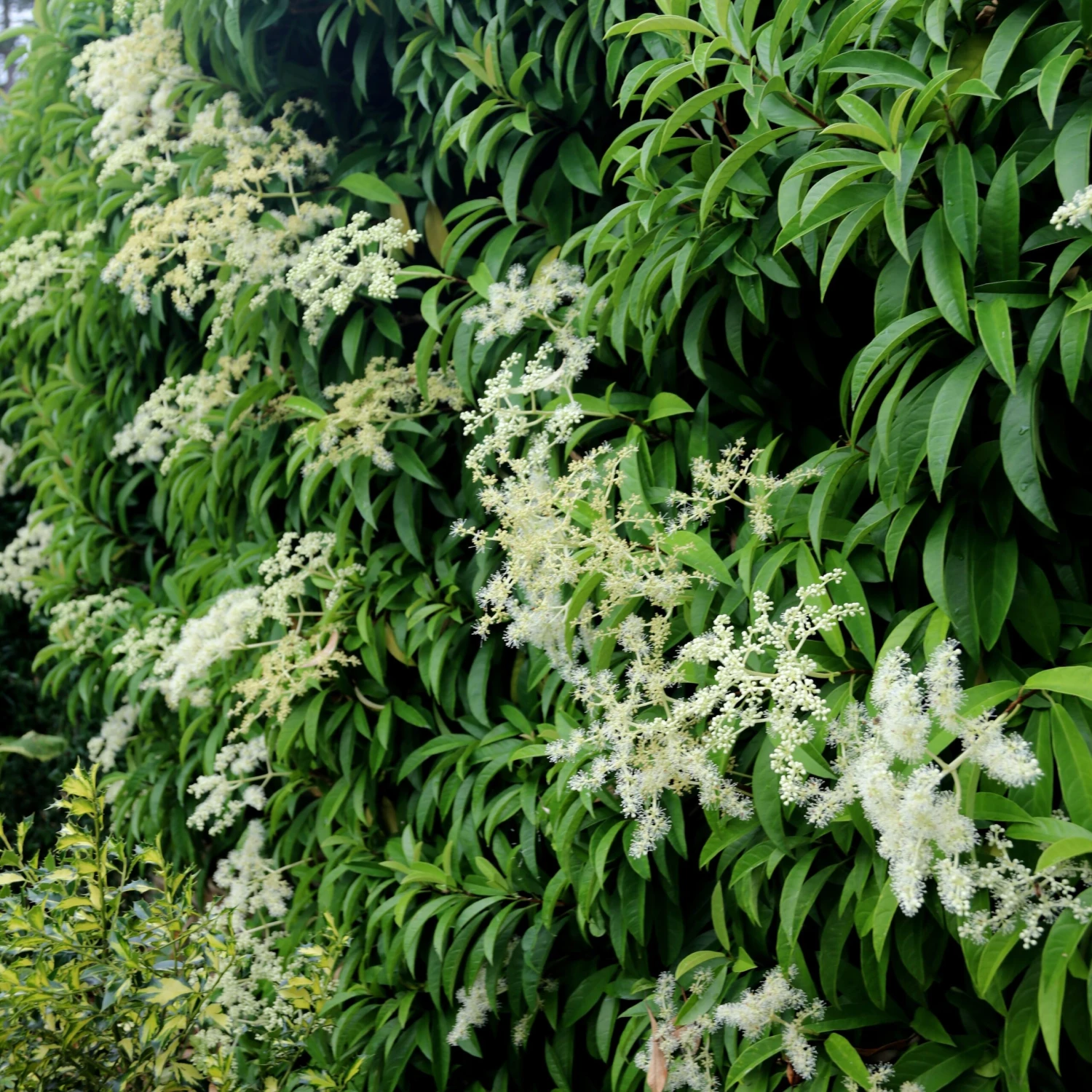 Pileostegia Viburnoides 4 Pileostegia Viburnoides - Image 2