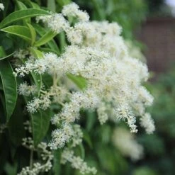 Pileostegia Viburnoides 7 Pileostegia Viburnoides -Garden Supplies Sales 2024 pl0000004247 card3 lg