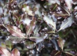 Pittosporum Tenuifolium 'Tom Thumb' -Garden Supplies Sales 2024 pl0000004262 card3 lg