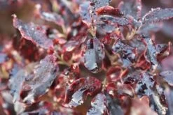 Pittosporum Tenuifolium 'Tom Thumb' -Garden Supplies Sales 2024 pl0000004262 card4 lg