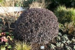 Pittosporum Tenuifolium 'Tom Thumb' -Garden Supplies Sales 2024 pl0000004262 card6 lg