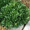 Pittosporum Tobira 'Nanum' -Garden Supplies Sales 2024 pl0000004267