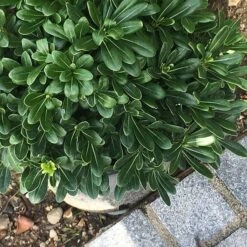 Pittosporum Tobira 'Nanum' 7 Pittosporum Tobira 'Nanum' -Garden Supplies Sales 2024 pl0000004267 card3 lg