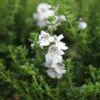 Prostanthera Cuneata -Garden Supplies Sales 2024 pl0000004294