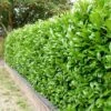 Prunus Laurocerasus 'Rotundifolia' -Garden Supplies Sales 2024 pl0000004306