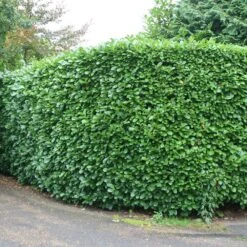 Prunus Laurocerasus 'Rotundifolia' -Garden Supplies Sales 2024 pl0000004306 card4 lg