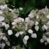 Schizophragma Hydrangeoides -Garden Supplies Sales 2024 pl0000004374