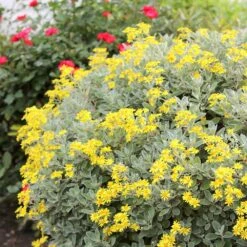 Brachyglottis (Dunedin Group) 'Sunshine' -Garden Supplies Sales 2024 pl0000004376 card3 lg