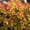 Spiraea Japonica 'Goldflame' -Garden Supplies Sales 2024 pl0000004404