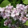 Syringa Vulgaris 'Katherine Havemeyer' -Garden Supplies Sales 2024 pl0000004448