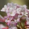 Viburnum × Bodnantense 'Charles Lamont' -Garden Supplies Sales 2024 pl0000004488