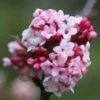 Viburnum × Bodnantense 'Dawn' -Garden Supplies Sales 2024 pl0000004489