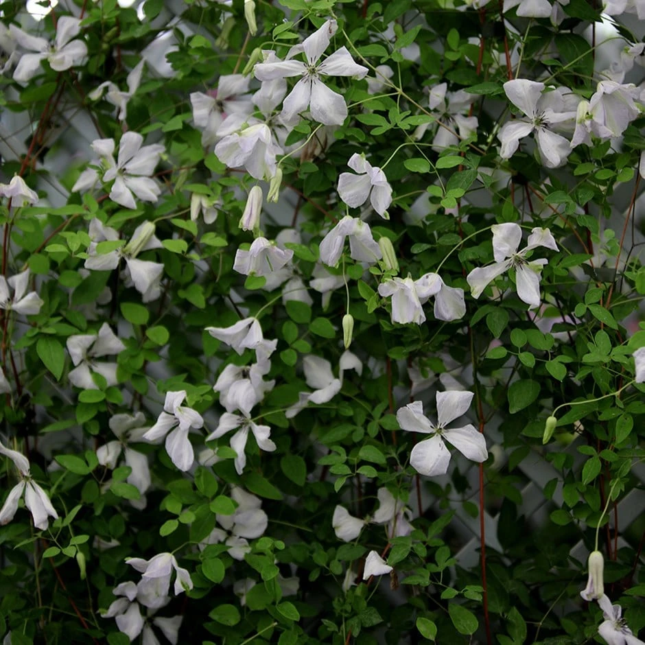 Clematis 'Alba Luxurians' 3 Clematis 'Alba Luxurians'