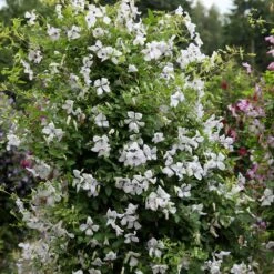 Clematis 'Alba Luxurians' 9 Clematis 'Alba Luxurians' -Garden Supplies Sales 2024 pl0000007066 card3 lg