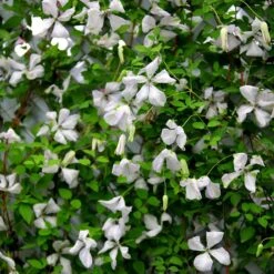Clematis 'Alba Luxurians' 11 Clematis 'Alba Luxurians' -Garden Supplies Sales 2024 pl0000007066 card5 lg