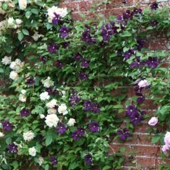 Clematis 'Polish Spirit' -Garden Supplies Sales 2024 pl0000007068 card3 lg
