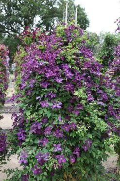 Clematis 'Polish Spirit' -Garden Supplies Sales 2024 pl0000007068 card4 lg