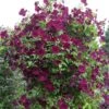 Clematis 'Royal Velours' 1 Clematis 'Royal Velours' -Garden Supplies Sales 2024 pl0000007069