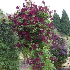 Clematis 'Royal Velours' -Garden Supplies Sales 2024 pl0000007069 card3 lg