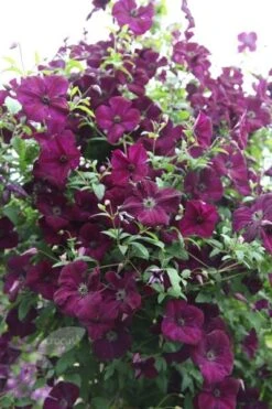 Clematis 'Royal Velours' -Garden Supplies Sales 2024 pl0000007069 card4 lg