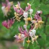 Lonicera × Americana -Garden Supplies Sales 2024 pl0000007085