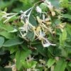 Lonicera Japonica Var. Repens -Garden Supplies Sales 2024 pl0000007087