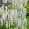 Wisteria Sinensis Var. Sinensis F. Alba -Garden Supplies Sales 2024 pl0000007096