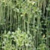 Itea Ilicifolia 1 Itea Ilicifolia -Garden Supplies Sales 2024 pl0000007873