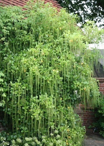 Itea Ilicifolia 4 Itea Ilicifolia - Image 2