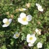 Potentilla Fruticosa Abbotswood -Garden Supplies Sales 2024 pl0000007978