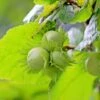 Cobnut 'Cosford Cob' -Garden Supplies Sales 2024 pl0000077624