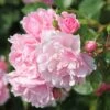 Rosa Bonica ('Meidomonac') (PBR) -Garden Supplies Sales 2024 pl0000077825