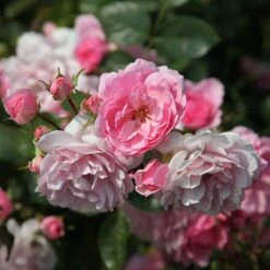 Rosa Bonica ('Meidomonac') (PBR) -Garden Supplies Sales 2024 pl0000077825 card3 lg