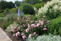 Rosa Bonica ('Meidomonac') (PBR) -Garden Supplies Sales 2024 pl0000077825 card4 lg